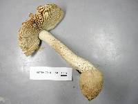 Amanita pelioma image