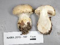 Cortinarius talus image