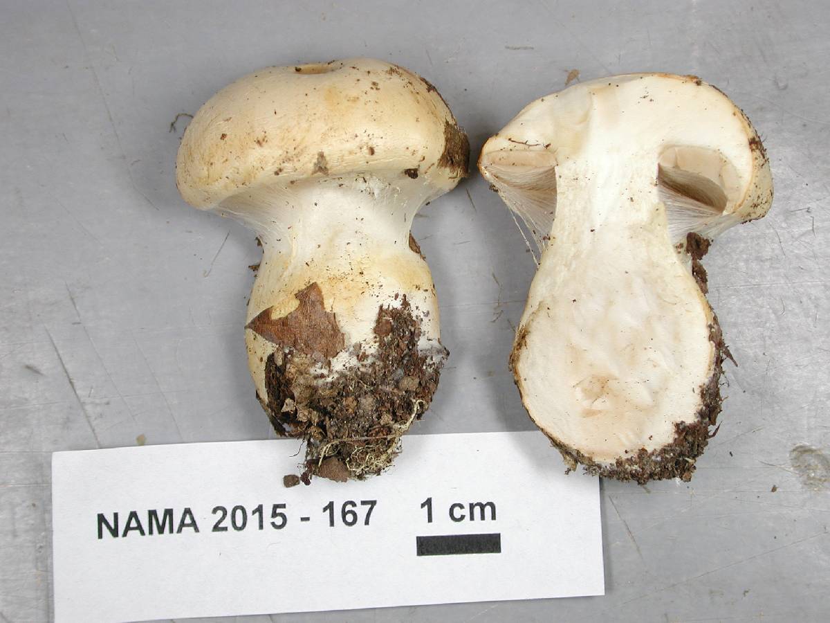 Cortinarius talus image