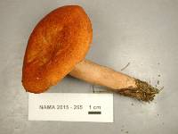 Lactarius peckii image