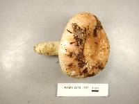 Russula crustosa image