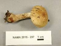 Cortinarius flavifolius image