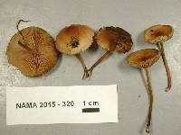 Marasmius cohaerens image