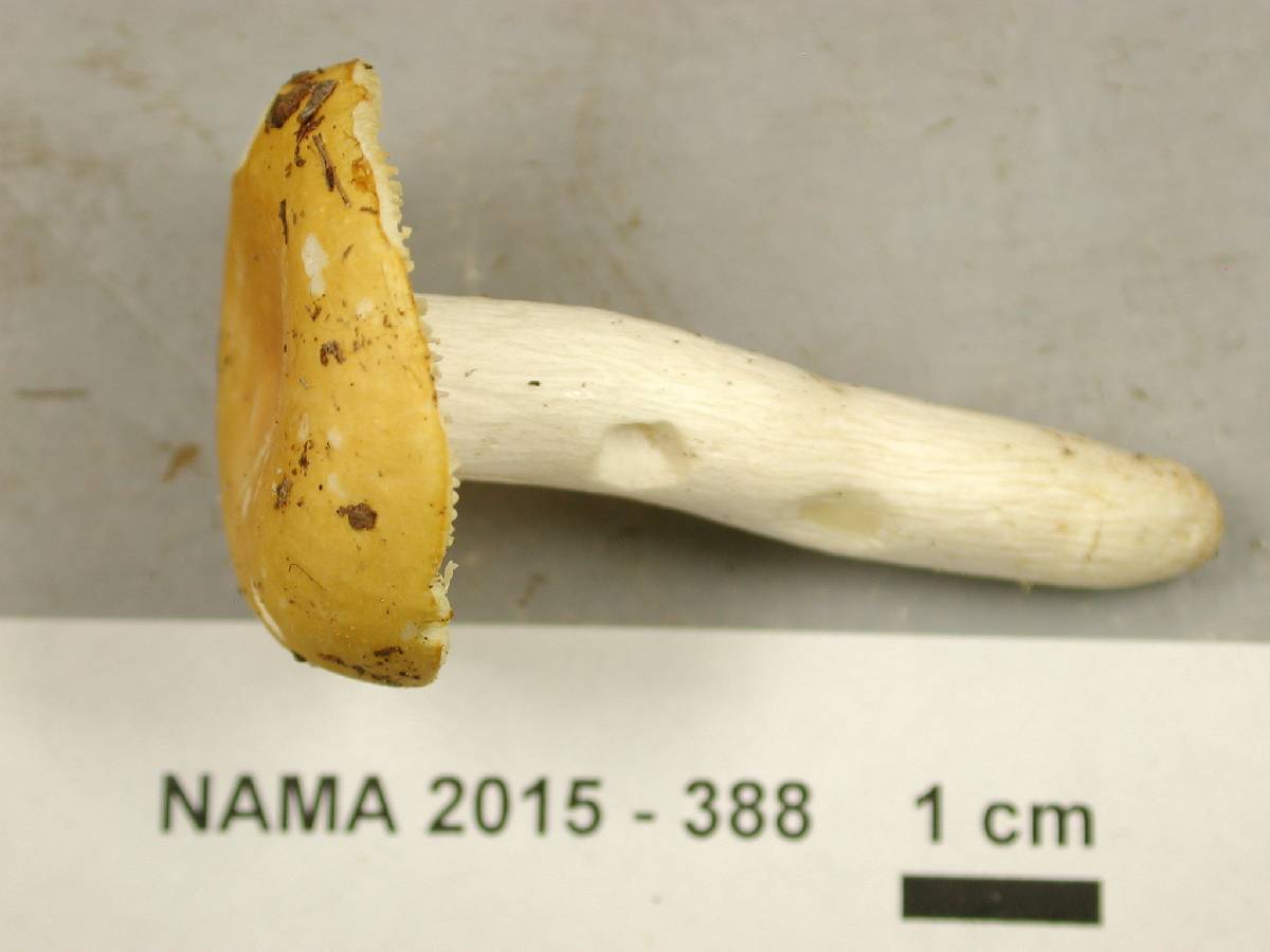 Russula flaviceps image