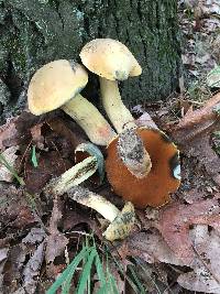 Boletus vermiculosoides image