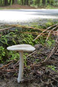 Amanita farinosa image