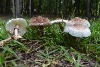 Leucoagaricus americanus image