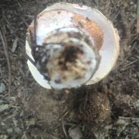 Tylopilus felleus image