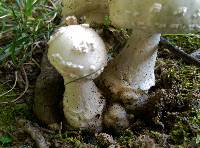 Amanita canescens image