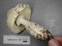 Amanita subcokeri image