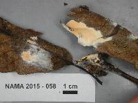 Hypomyces armeniacus image