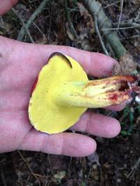 Boletus roodyi image