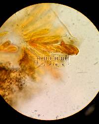 Myriophacidium aphyophyllicum image