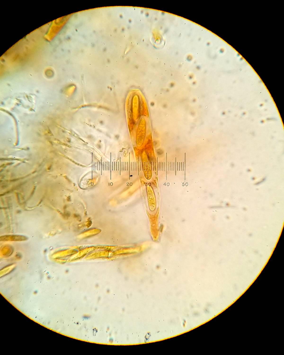 Myriophacidium aphyophyllicum image