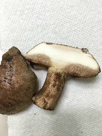 Tylopilus variobrunneus image