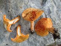 Lactarius thyinos image