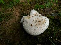 Amanita canescens image