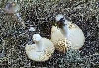 Russula versicolor image