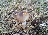 Russula versicolor image