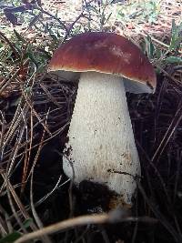 Boletus rubriceps image