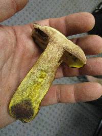 Lanmaoa pseudosensibilis image