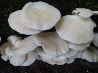 Pleurotus pulmonarius image