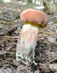 Boletus oliveisporus image