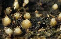 Helicogloea compressa image