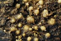 Helicogloea compressa image