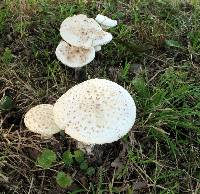 Amanita abrupta image