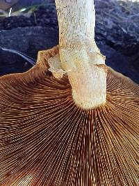 Gymnopilus ventricosus image