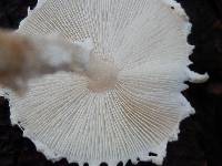 Lepiota clypeolaria image