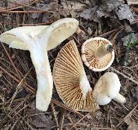 Lactarius marylandicus image