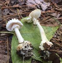 Amanita abrupta image