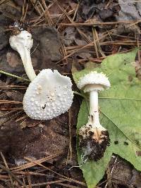 Amanita abrupta image