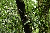 Armillaria mexicana image
