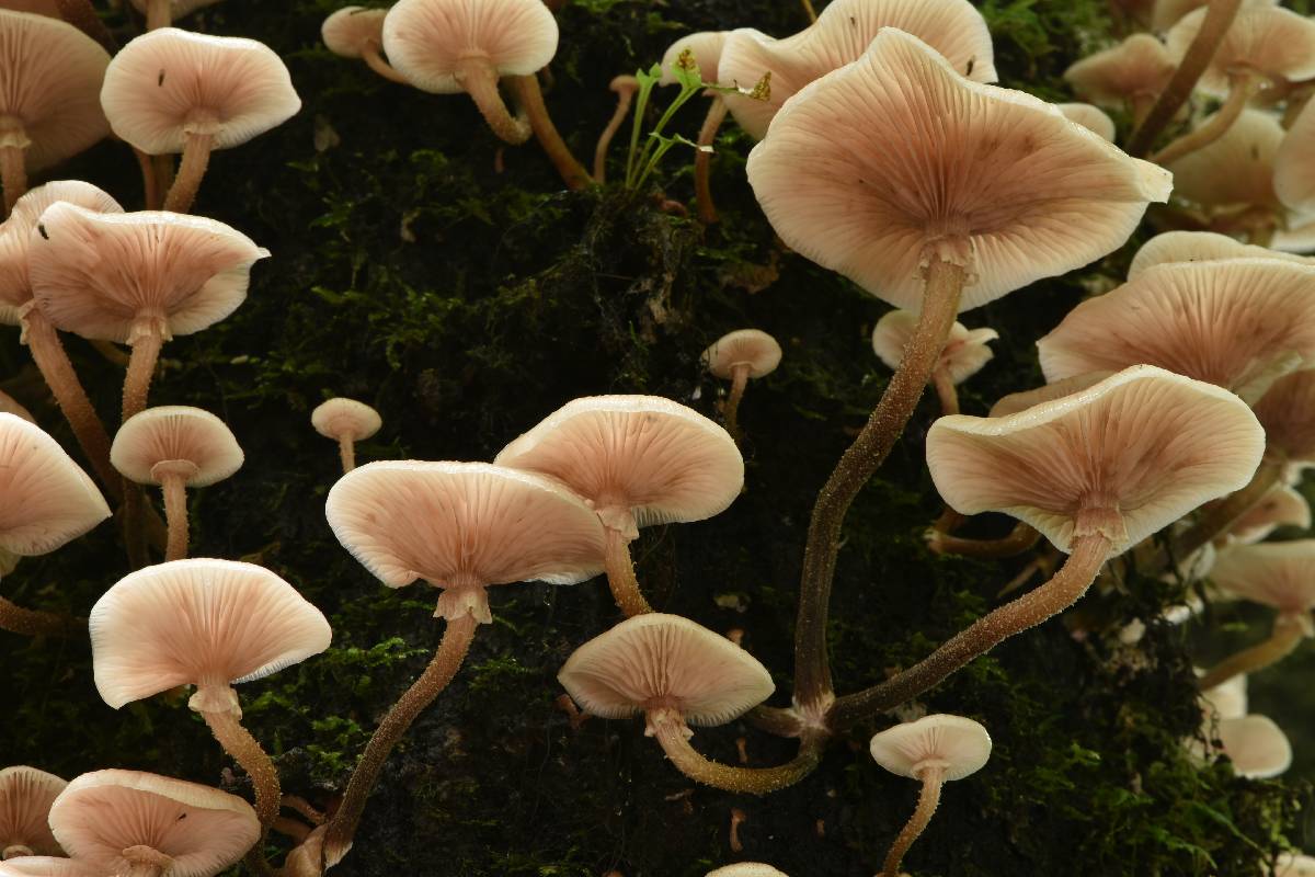 Armillaria mexicana image