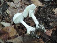 Amanita abrupta image