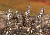 Xylaria longiana image