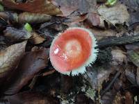 Russula uncialis image