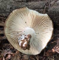 Russula eccentrica image