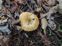 Russula pectinatoides image