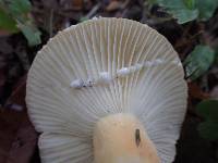 Lactifluus hygrophoroides image