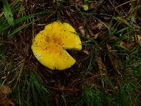 Russula lutea image