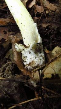 Amanita banningiana image