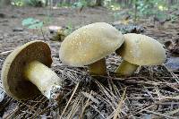 Boletus durhamensis image