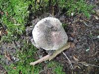 Russula densifolia image