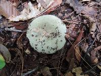 Russula modesta image