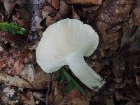 Lactarius piperatus image