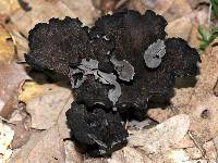 Craterellus fallax image